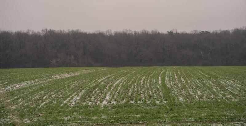Озимі культури Волині успішно пережили екстремальні холоди