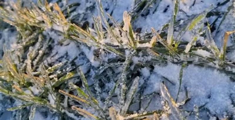 Крига на листках може врятувати озимі від вимерзання — експерт
