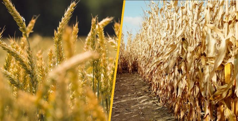 USDA скоригувало прогнози щодо кукурудзи та пшениці