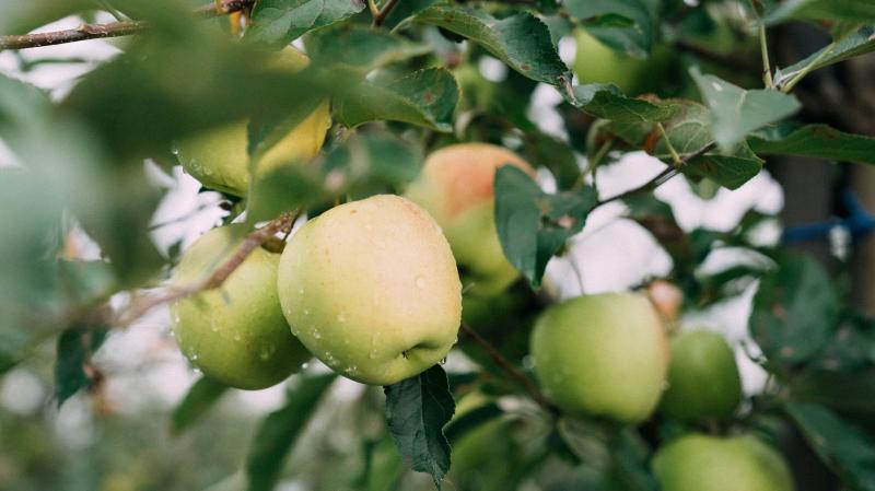 Сезон 2026 для плодоовочевого сектору: кліматичні ризики, дорогий експорт і нестача кадрів