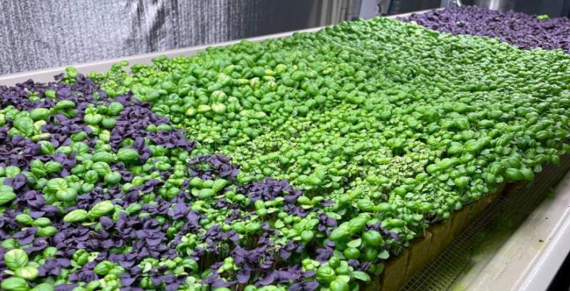 Сіті-фермери розширюють асортимент зелені для конкуренції з імпортом