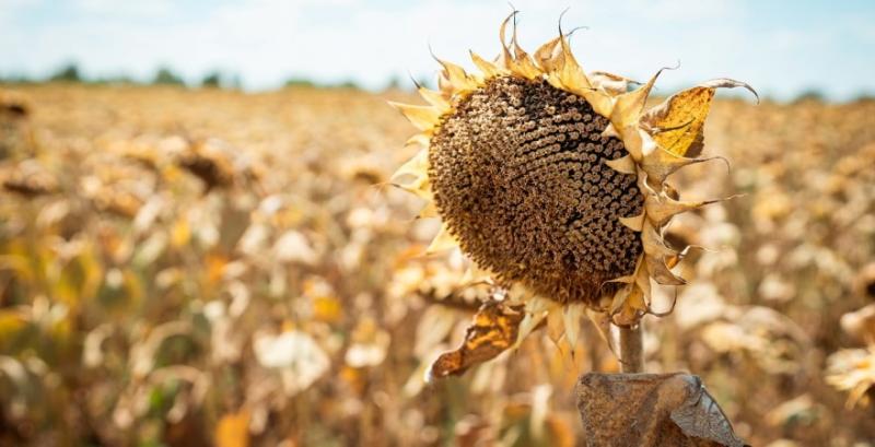 Ціни на соняшник в портах зросли до 30 тисяч грн/т