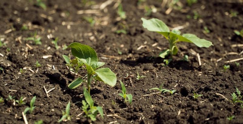 Відмова від ґрунтових гербіцидів призвела до появи резистентних бур'янів — фахівець