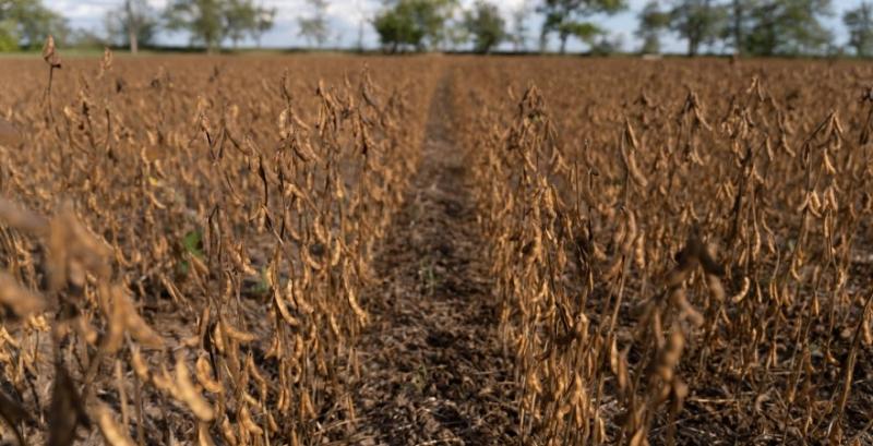 Ціни попиту на соєві боби досягли 20 тисяч грн/т Ціни попиту на соєві боби досягли 20 тисяч грн/т