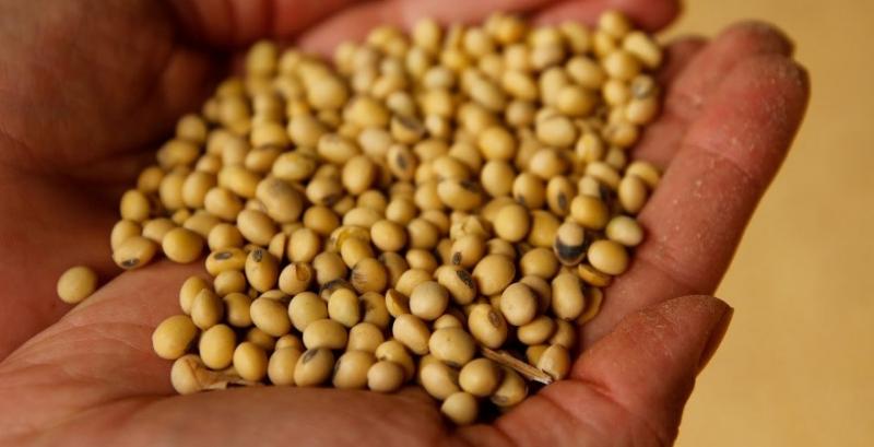 Україна лідирує за виробництвом соєвих бобів в Європі — Коваль 
