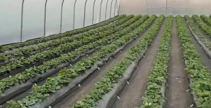 Сімейне господарство з Кіровоградщини планує перейти на вирощування суниці у закритому ґрунті