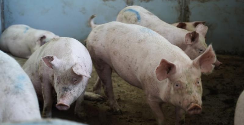 Профільна асоціація оприлюднила прогноз цін на живець свиней