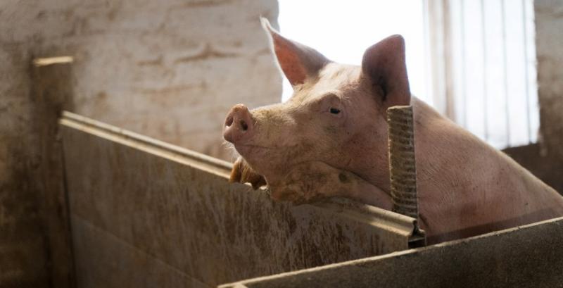 Один спалах АЧС може зупинити роботу господарства на пів року