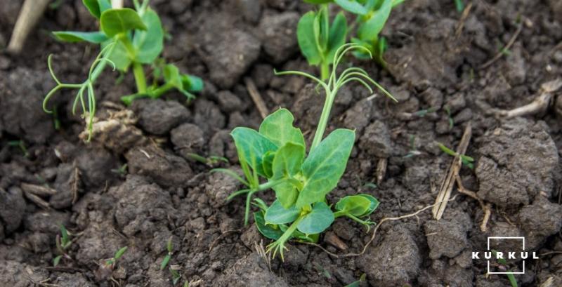 Аграрії Одещини зменшують частку «ризикових» культур і вводять до сівозміни альтернативні Аграрії Одещини зменшують частку «ризикових» культур і вводять до сівозміни альтернативні