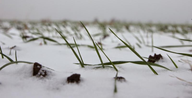 На Одещині спостерігається пошкодження та пожовтіння посівів озимих культур На Одещині спостерігається пошкодження та пожовтіння посівів озимих культур