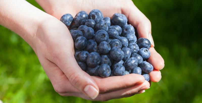 Виробництво лохини щороку зростає на 15-20% — Баштанник Виробництво лохини щороку зростає на 15-20% — Баштанник