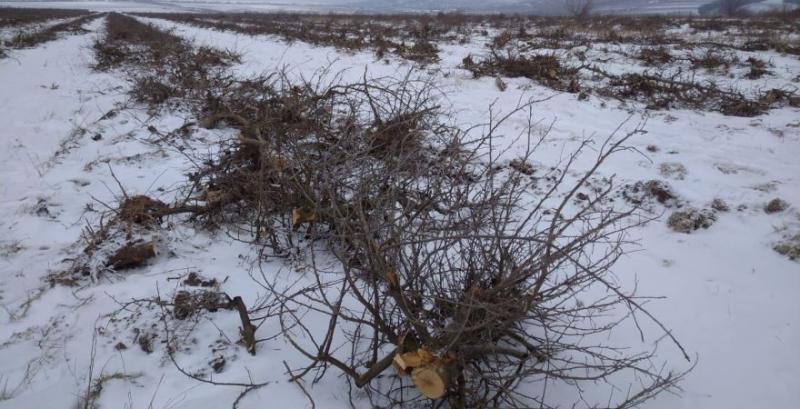 Господарство з Буковини змушене знищити 15 гектарів яблуневого саду