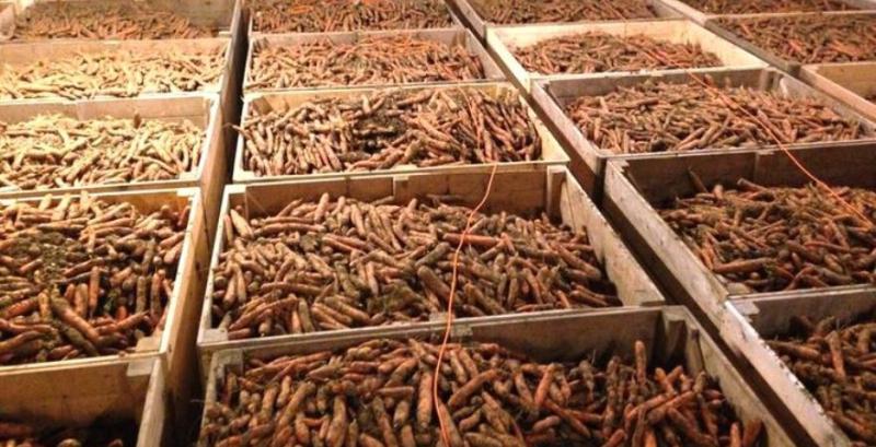 Фермер з Рівненщини перейшов на зберігання овочів в тунельних ангарах