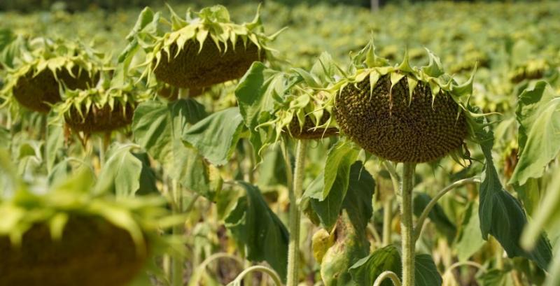 Фермер з Харківщини планує сіяти лише соняшник — він менше горить через удари дронів