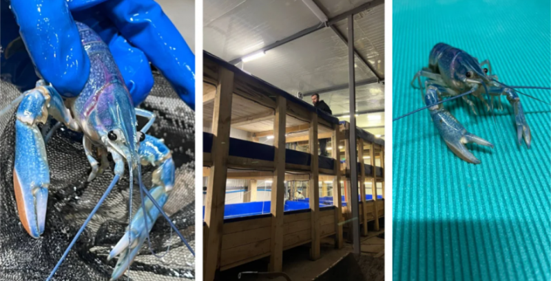 «Фазенда раків»