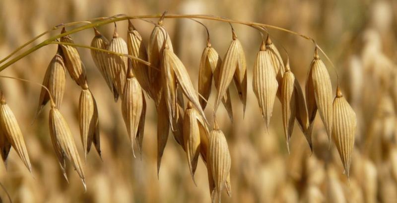 Україна експортувала рекордні за 10 років обсяги вівса