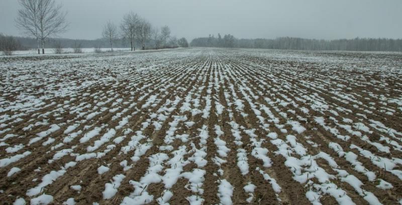 Фахівці радять підживити озимі у фазі початку кущення по мерзло-талому ґрунті