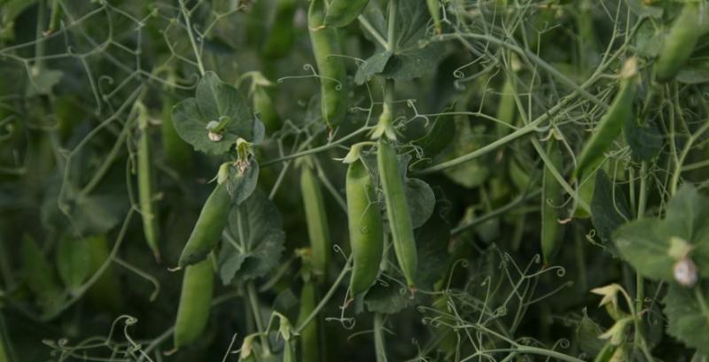 У Держпродспоживслужбі очікують, що у 2026 році Україна розпочне експорт гороху до Китаю