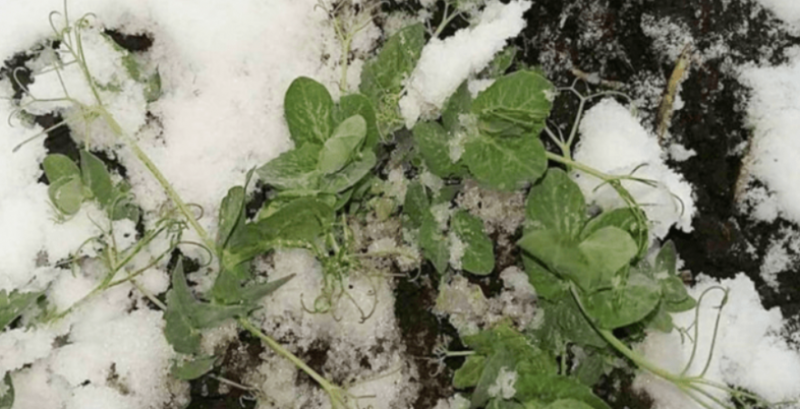 Посіви озимого гороху