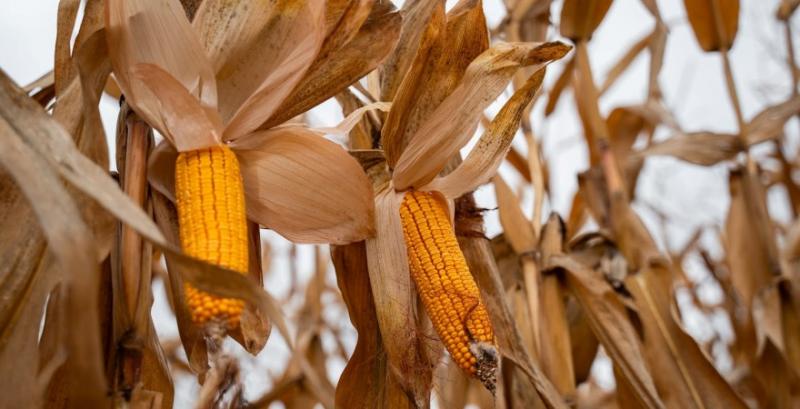 Господарство з Вінниччини планує збільшити площі під кукурудзою Господарство з Вінниччини планує збільшити площі під кукурудзою