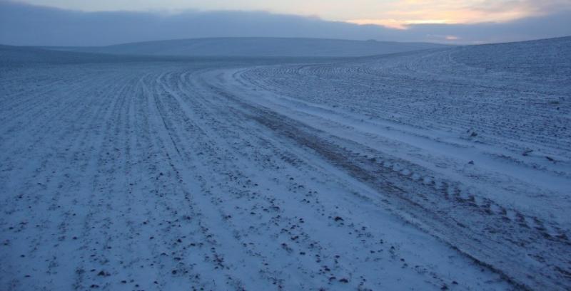 Аграрії корегуватимуть сівозміну зважаючи на стан озимих культур після зимівлі Аграрії корегуватимуть сівозміну зважаючи на стан озимих культур після зимівлі