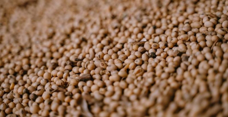 Експортні ціни на сою залишаються стабільними, переробка підвищує паритет