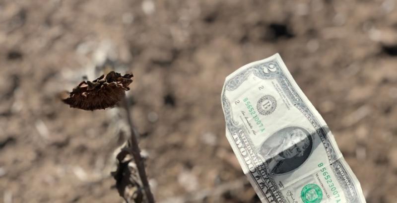 Переробники поступово підвищують закупівельні ціни на соняшник