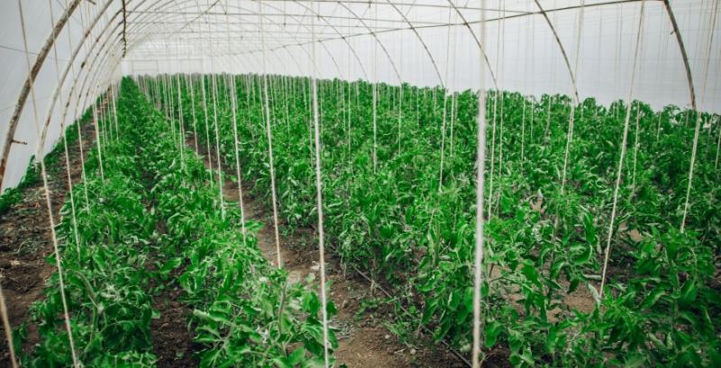 Як розпочати тепличний бізнес — вебінар від ВКФ