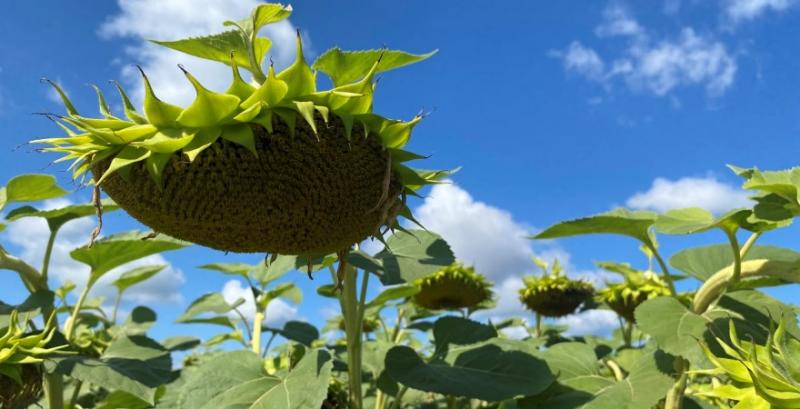 Стабільна врожайність навіть у посуху — результати вирощування пластичного гібрида соняшника Стабільна врожайність навіть у посуху — результати вирощування пластичного гібрида соняшника