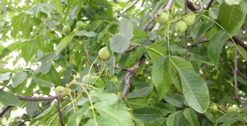 Україна втрачає свій світовий горіховий статус — Юдін