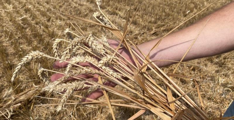 Супутниковий моніторинг і регулярні звіти — як працює сучасний агроскаутинг