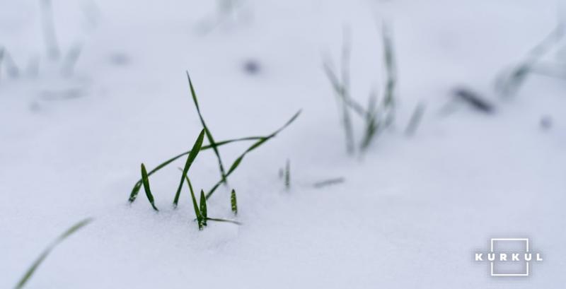 Озимі перебувають у стані глибокого зимового спокою — Укргідрометцентр