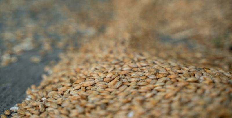 Активізація закупівель підтримала ціни на пшеницю