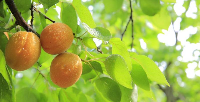 Садівники Вінниччини недоберуть до 80% врожаю абрикосів та персиків Садівники Вінниччини недоберуть до 80% врожаю абрикосів та персиків