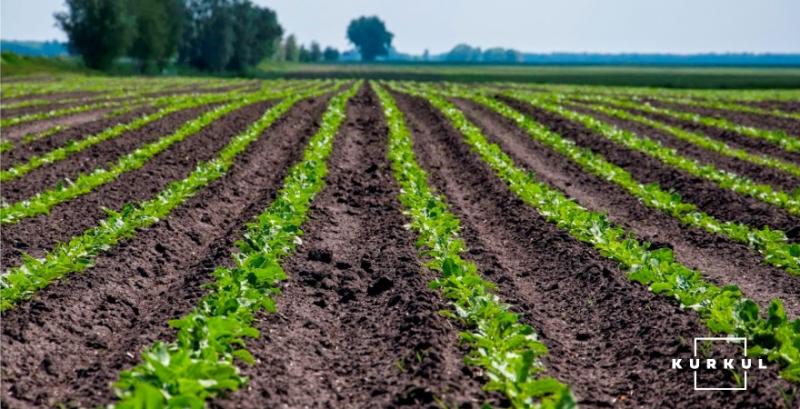 Поточного сезону площі під цукровими буряками скоротяться до 170 тисяч га — прогноз Поточного сезону площі під цукровими буряками скоротяться до 170 тисяч га — прогноз