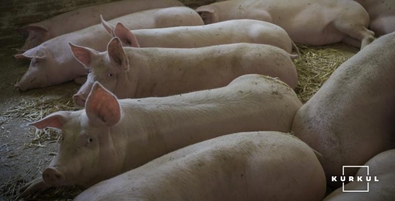 Наступного тижня ціни на живець свиней зростуть — прогноз Наступного тижня ціни на живець свиней зростуть — прогноз