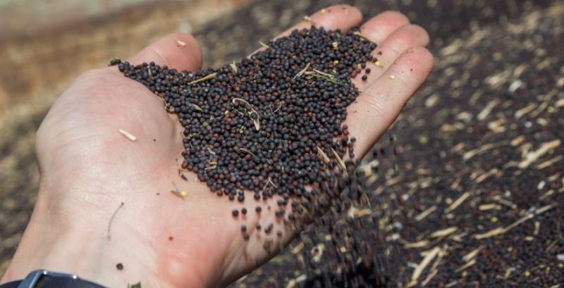 Ринок ріпаку входить у весну з невизначеністю щодо площ та обсягів виробництва