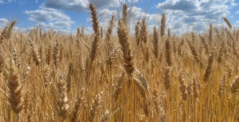На ринку почали формуватись ціни на пшеницю врожаю 2026