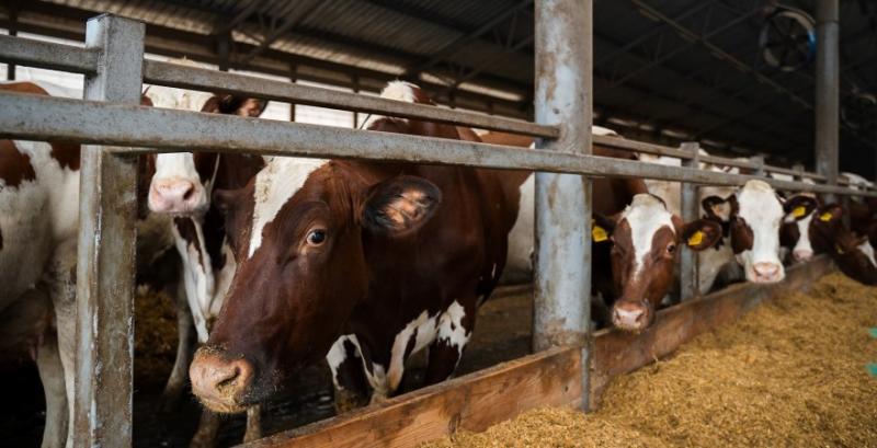 Україна перейшла на європейські стандарти ветеринарної медицини
