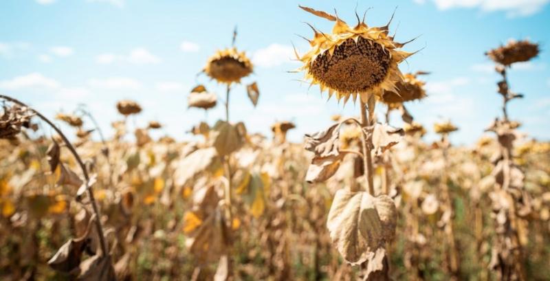 Переробники почали знижувати ціни на соняшник Переробники почали знижувати ціни на соняшник