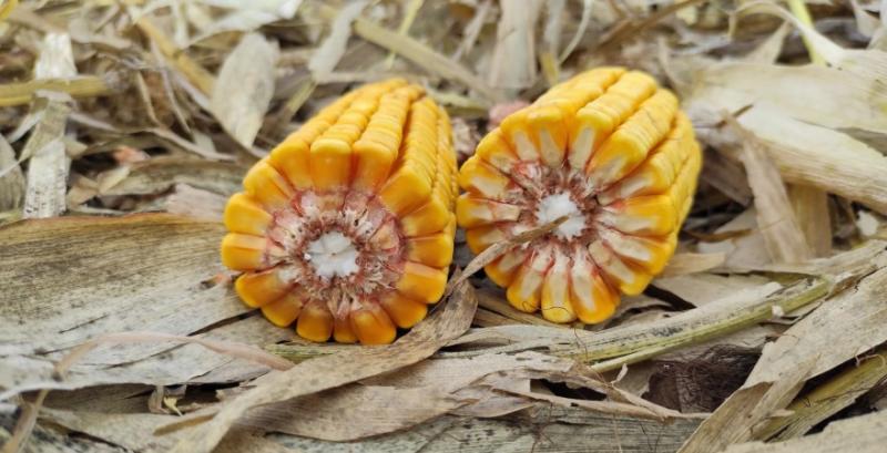 Пластичні гібриди кукурудзи забезпечують стабільний урожай за різних технологій