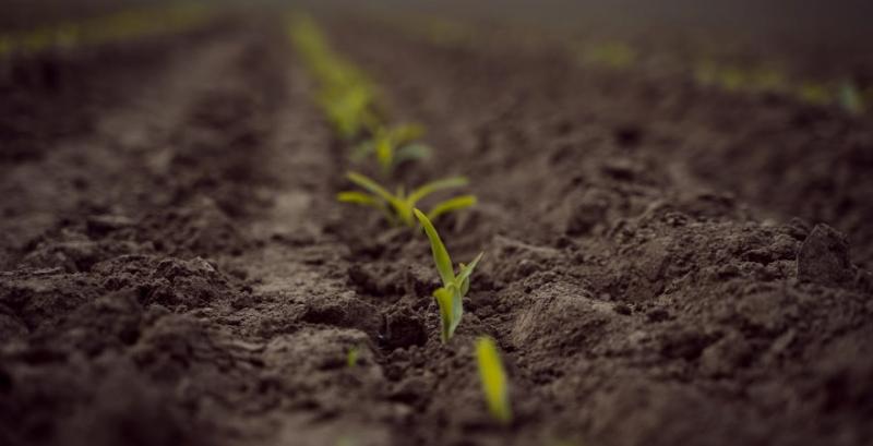 У сезоні 2026 очікується скорочення площ під кукурудзою