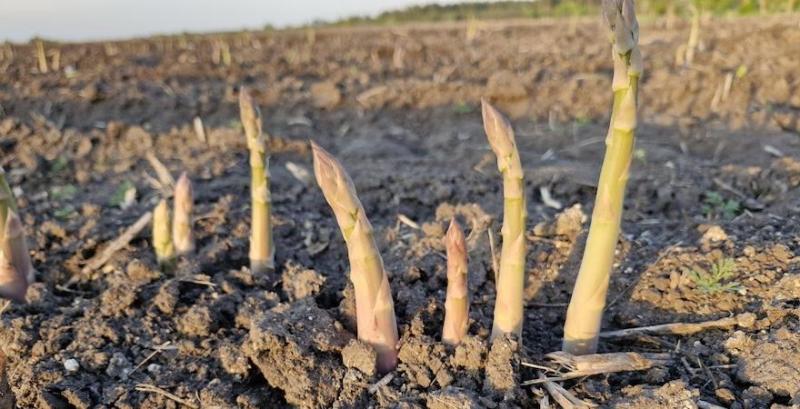 Спаржа Спаржа