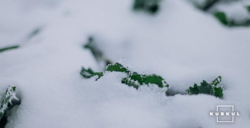 У низці регіонів на полях озимих культур спостерігали притерту льодяну кірку У низці регіонів на полях озимих культур спостерігали притерту льодяну кірку