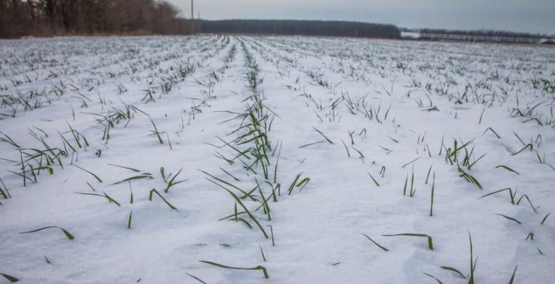 Аграрії Вінниччини планують розпочати підживлення озимих у першій декаді березня Аграрії Вінниччини планують розпочати підживлення озимих у першій декаді березня