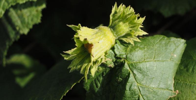 Фундук Фундук