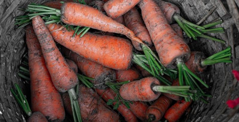 Фермери розпродують моркву через погіршення якості: ціни відреагували зниженням