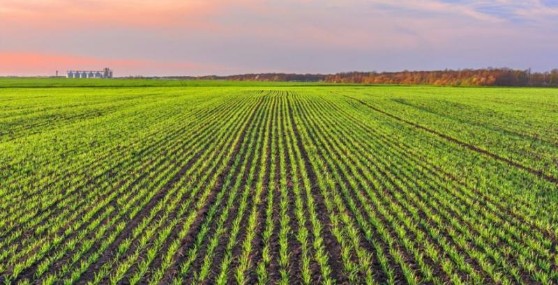 Фахівці нагадали про важливість контролю бур’янів під час відновлення вегетації озимих