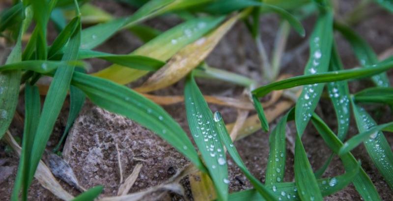 Снігова пліснява і септоріоз загрожують озимим навесні — фахівці радять провести агротехнічні заходи