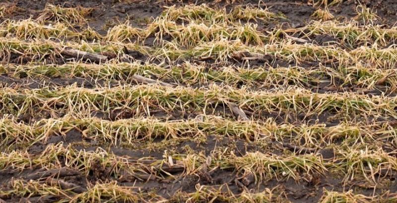 Озима пшениця на Кіровоградщині